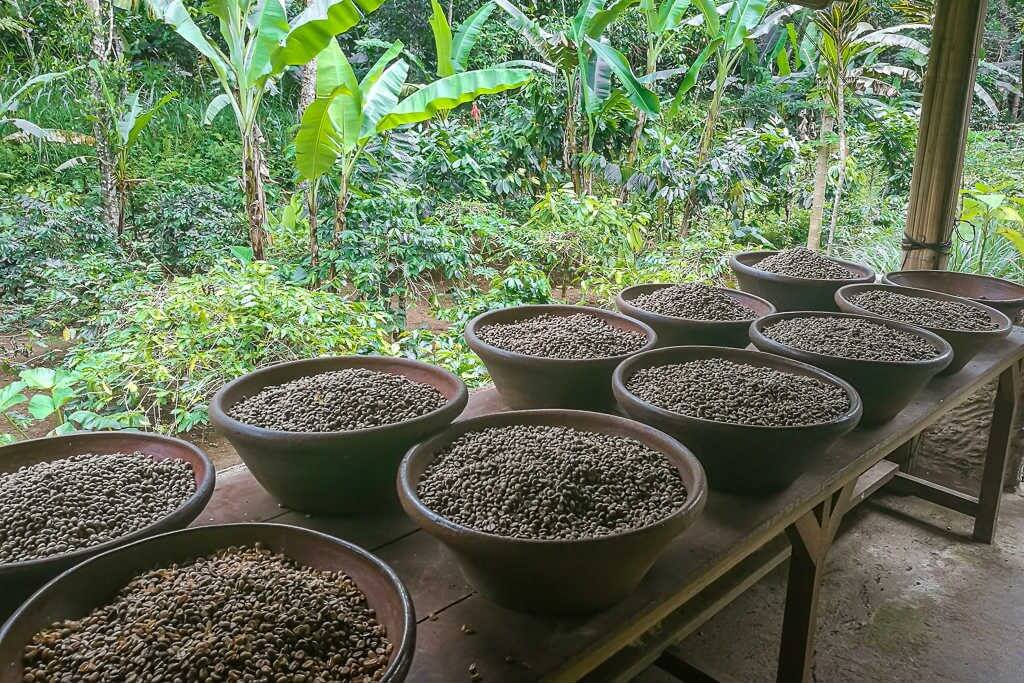 Kopi Luwak Coffee in Indonesia