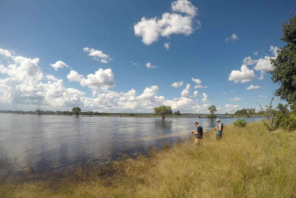Tiger fishing on the Zambezi River