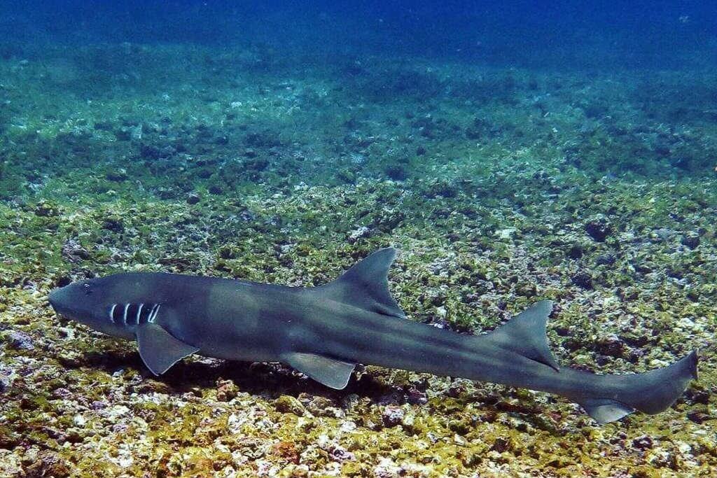 Shark sightings in Komodo National Park