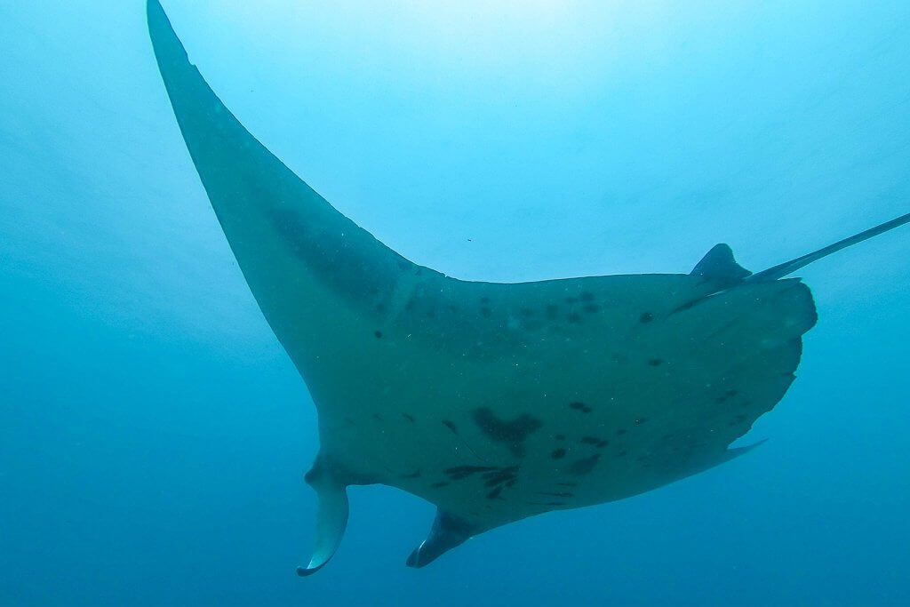 Giant manta sighting at Manta Point dive site