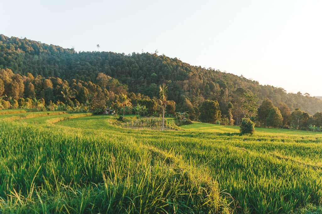 Rice fields in Munduk
