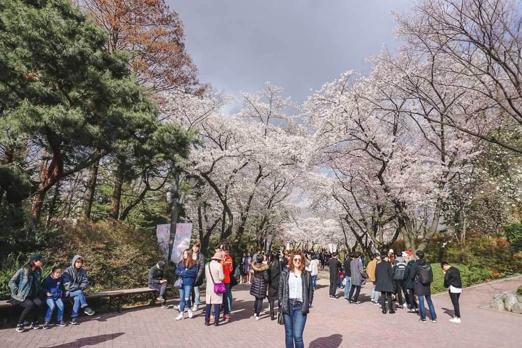 Cherry blossoms in South Korea's capital city, Seoul