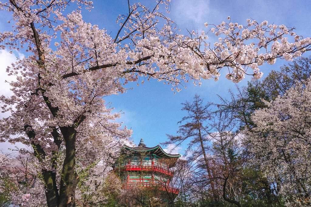 One of the best spots to see cherry blossoms is Seoul Children's Park