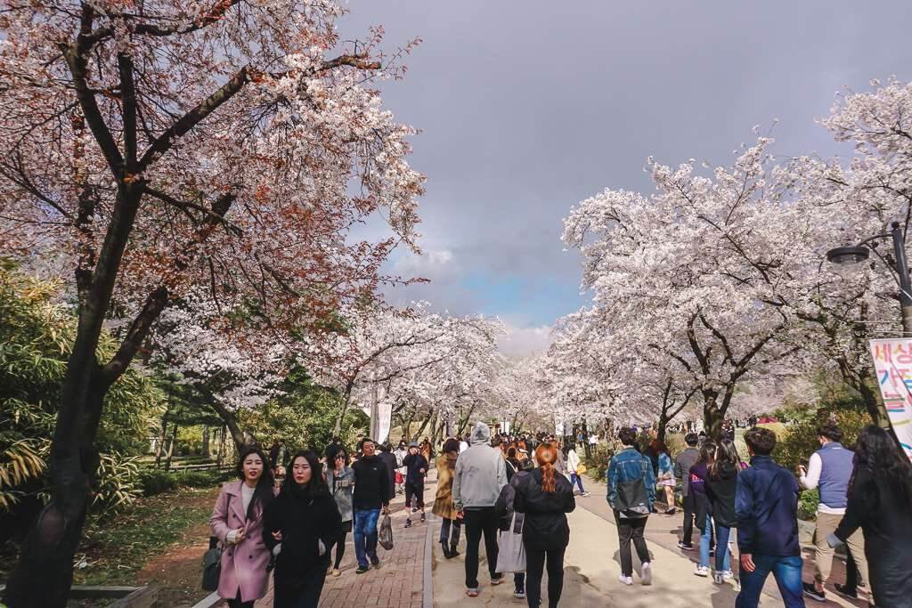 When to see cherry blossoms in Seoul