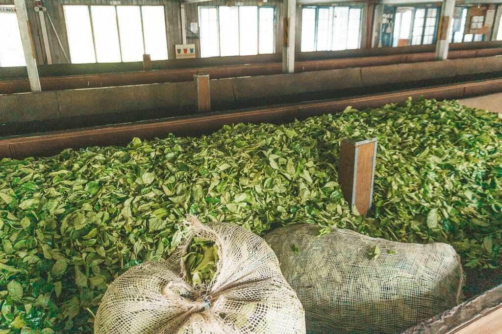 Bluefield Tea Factory In Nuwara Eliya