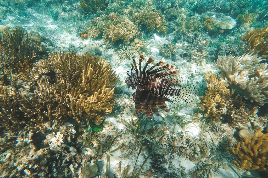 Snorkeling at 17 Islands Marine Park in Riung