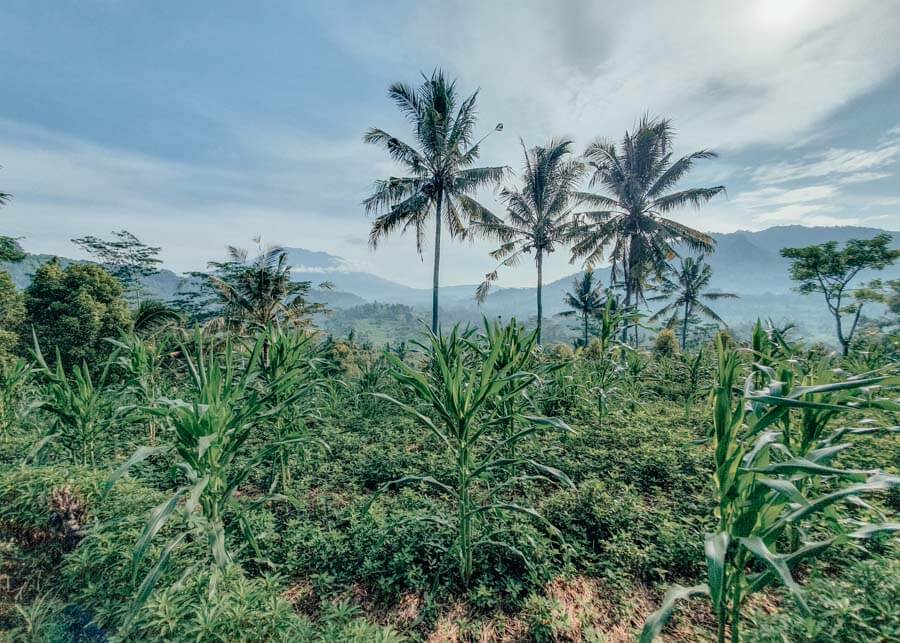 Rice Fields in Sidemen, Indonesia