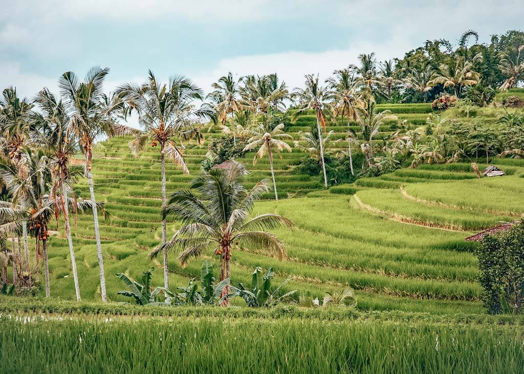 Jatiluwih Rice Terrace in Bali