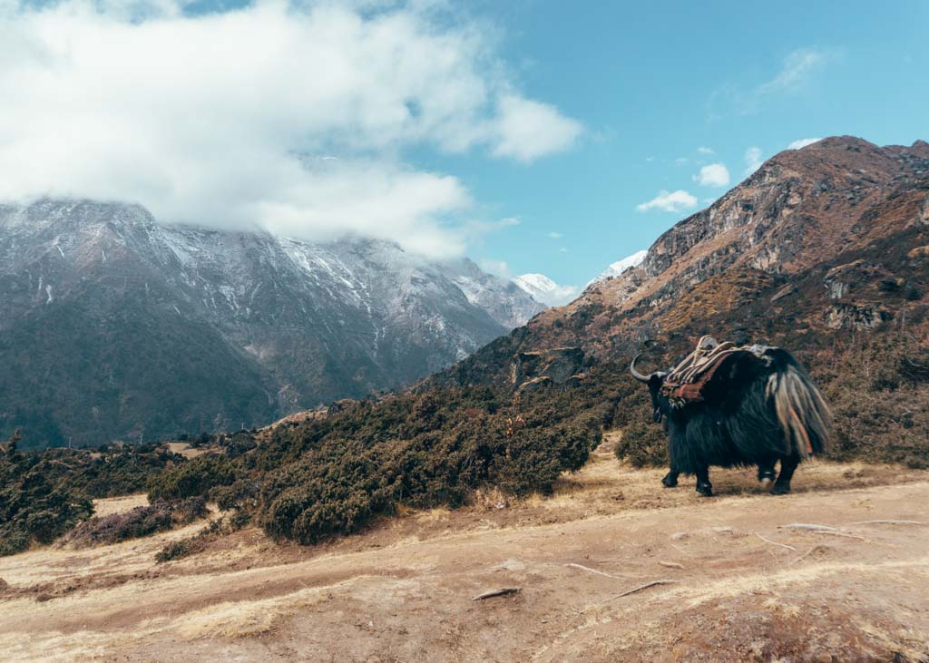 Yaks on the EBC trek