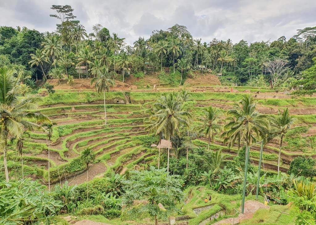 Rice Fields in Bali