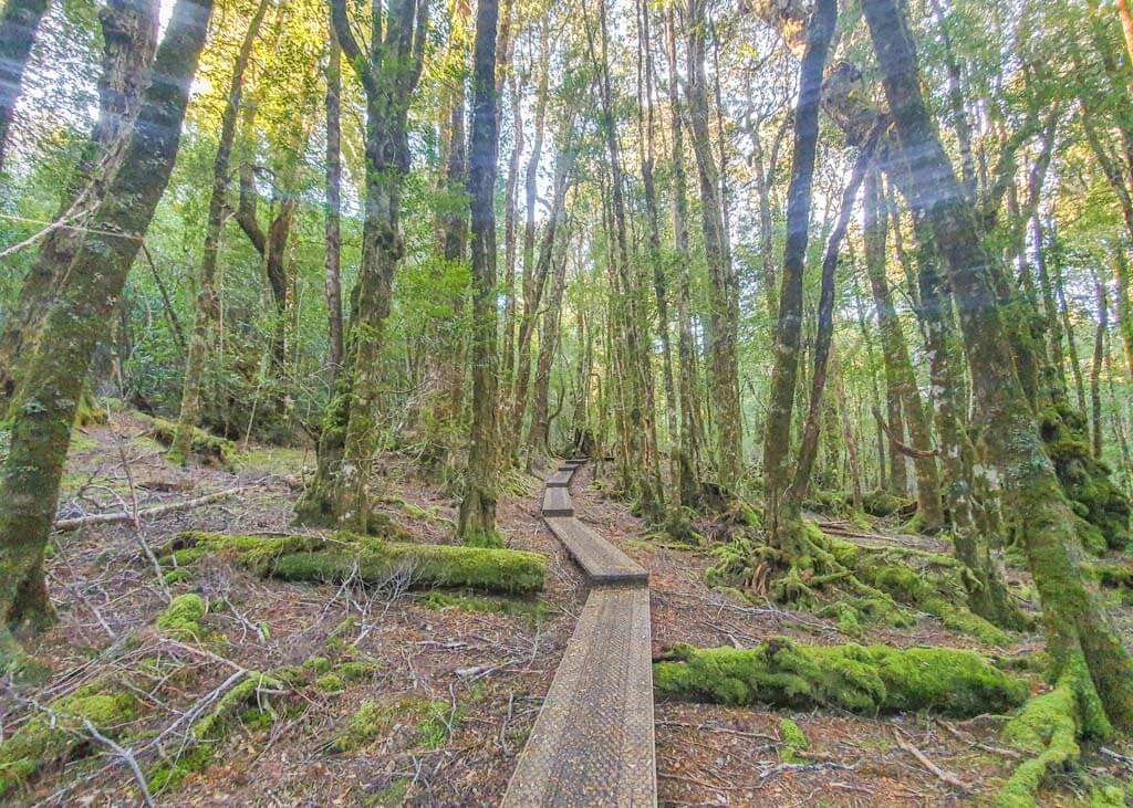 The King Billy Walk is one of the best things to do in Cradle Mountain for families