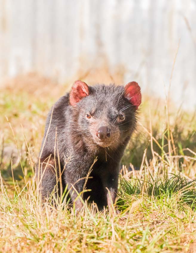 Tasmanian Devil