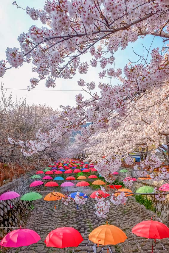 Cherry Blossoms in Busan South Korea