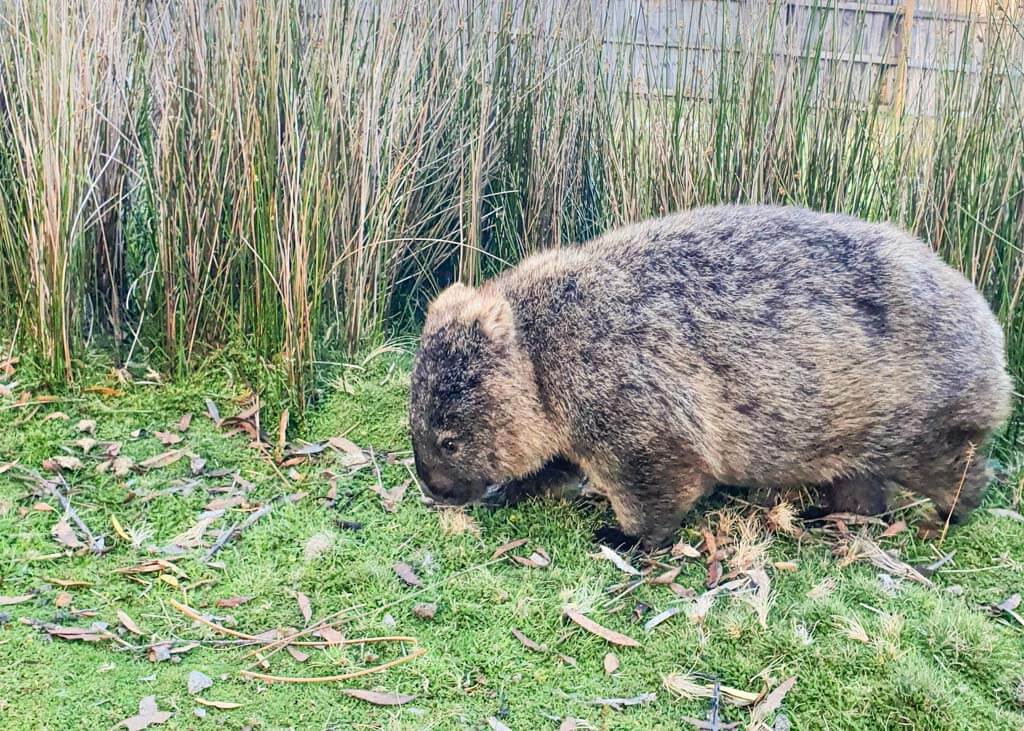 Seeing Wombats in 2 days in Cradle Mountain
