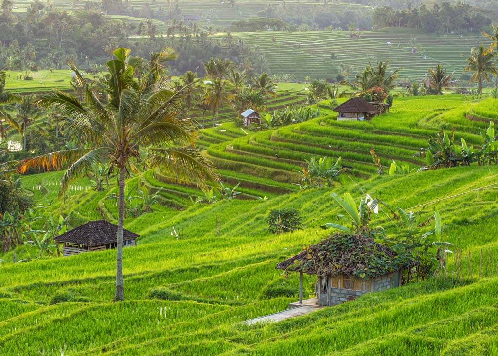 Beautiful green rice fields in Bali, Indonesia