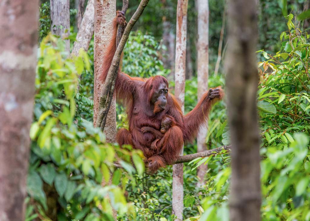 Orangutan in Indonesia