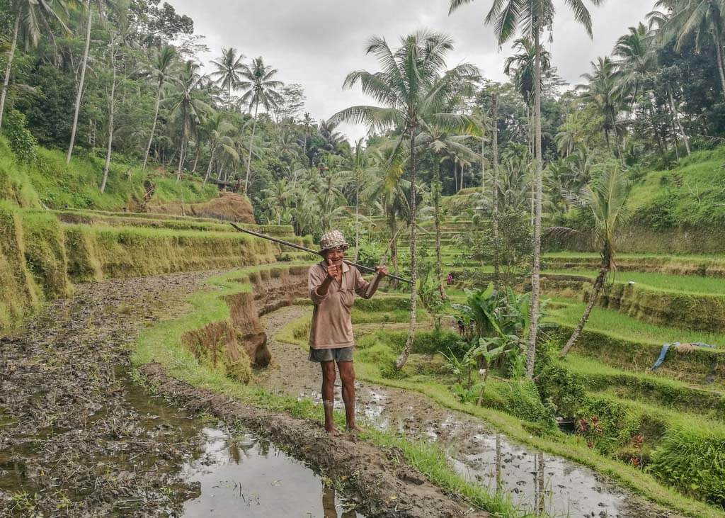 Rice terraces in Bali