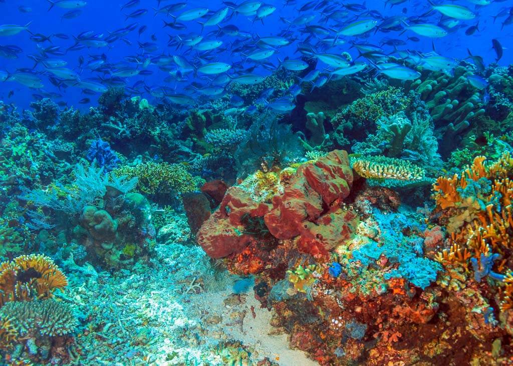 Snorkeling in Komodo National park