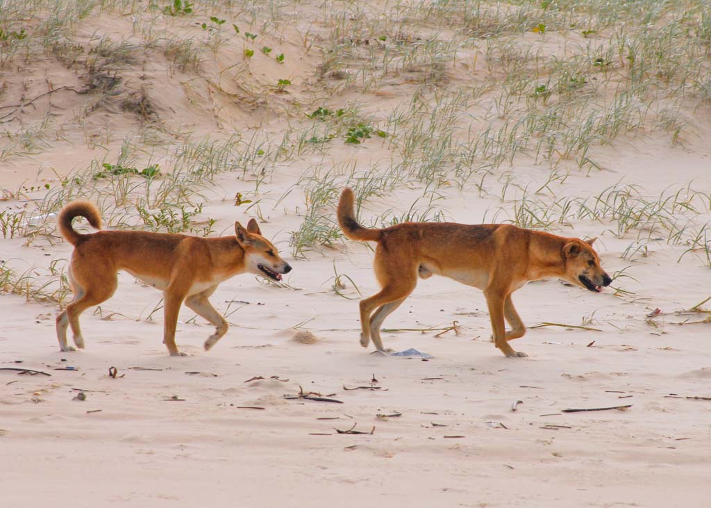 dingoes on kgari