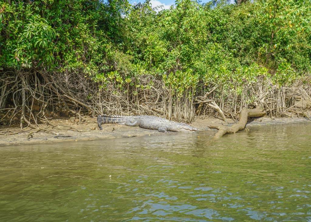 Crocodiles in the Daintree River