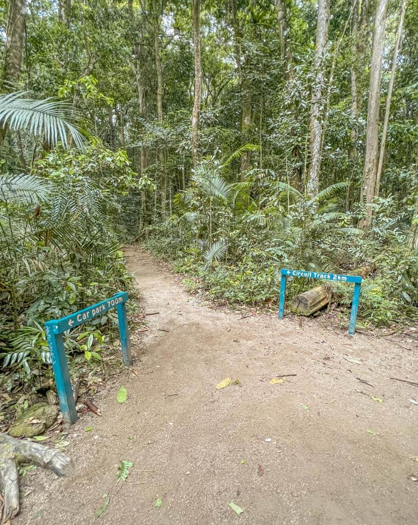 Rainforest Circuit - Long Mossman Gorge walking trail