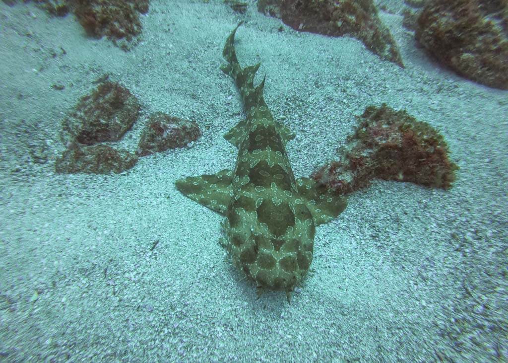 scuba diving in Byron Bay