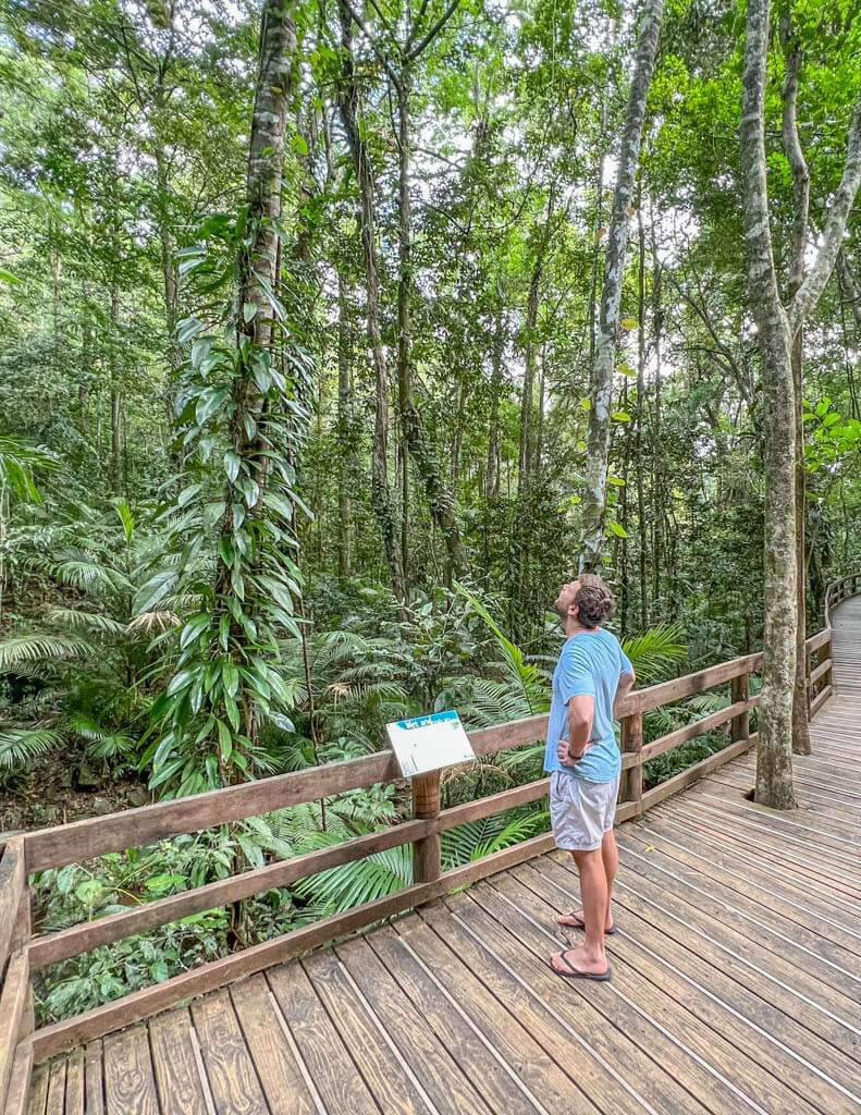 a man walking in the Daintree Rainforest
