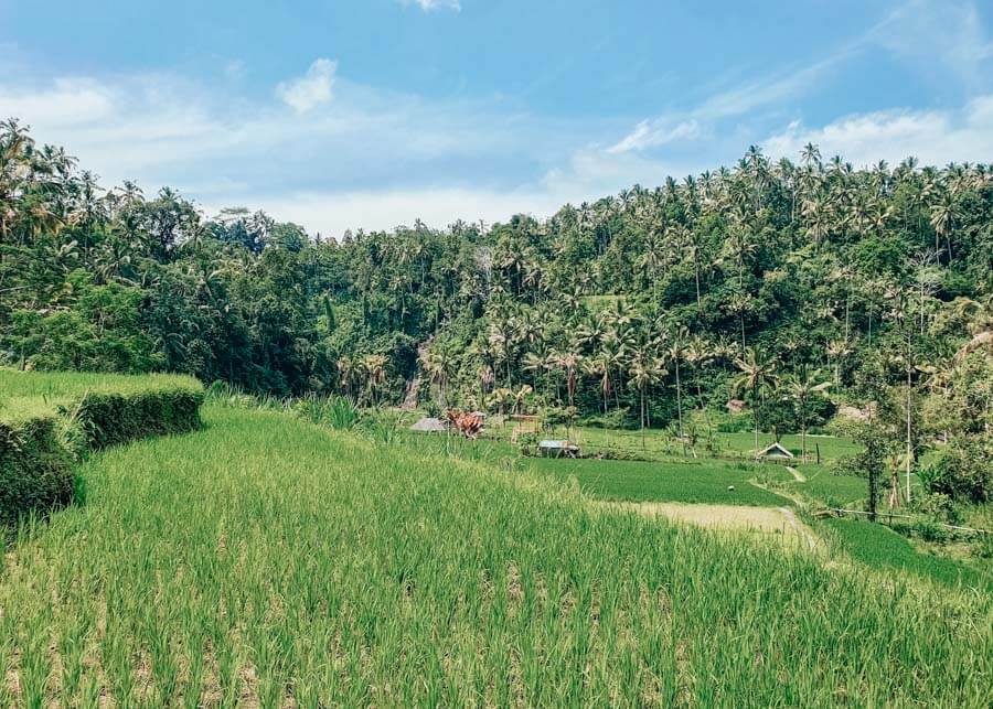 where to stay in Bali for rice fields