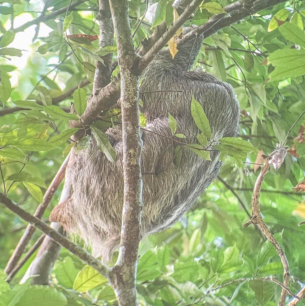 Sloths San Pedrillo Ranger Station