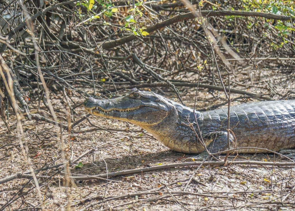 Wildlife Bolivia Amazon