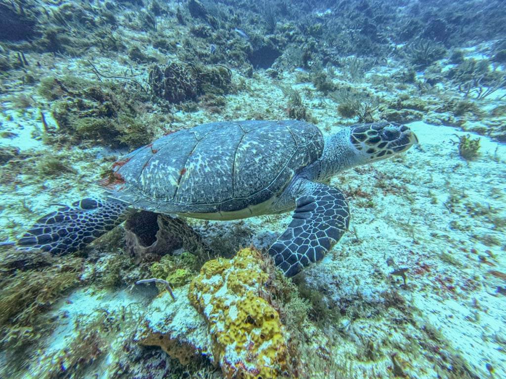 Cozumel dive sites