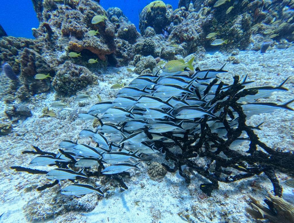 paradise reef cozumel