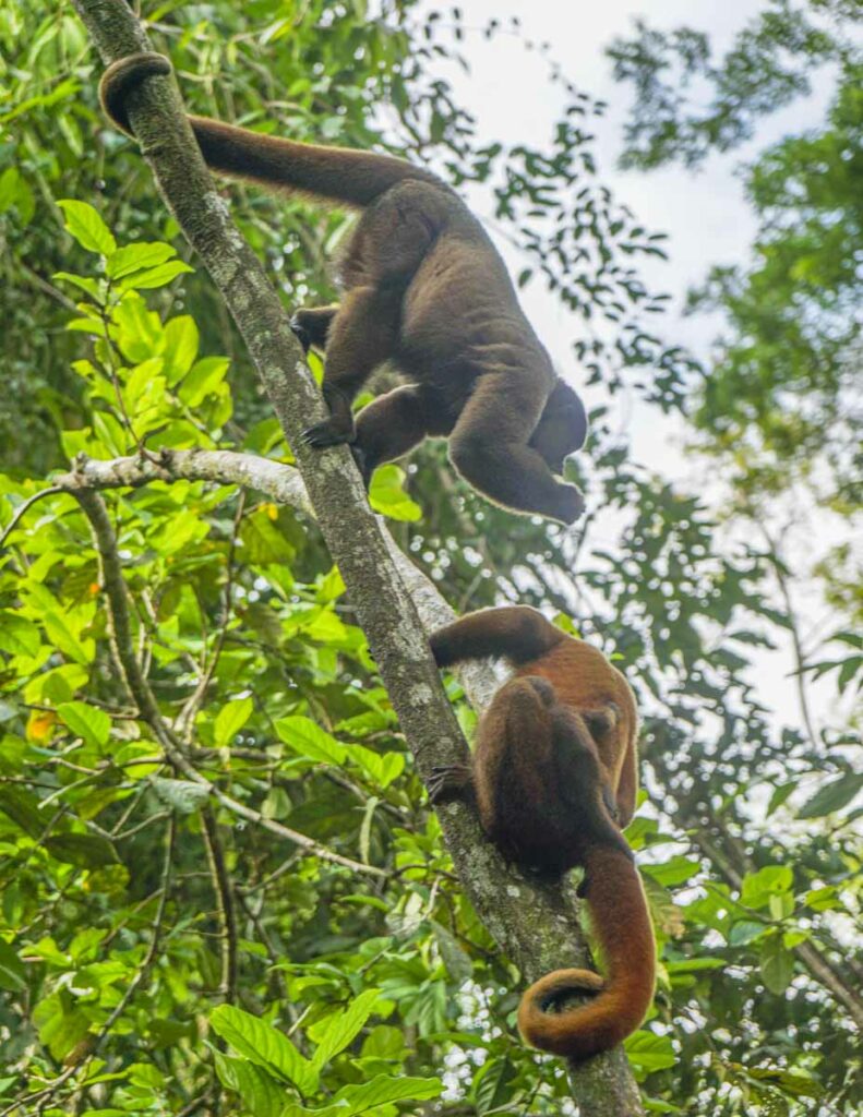Monkeys climbing trees in the Amazon in Peru