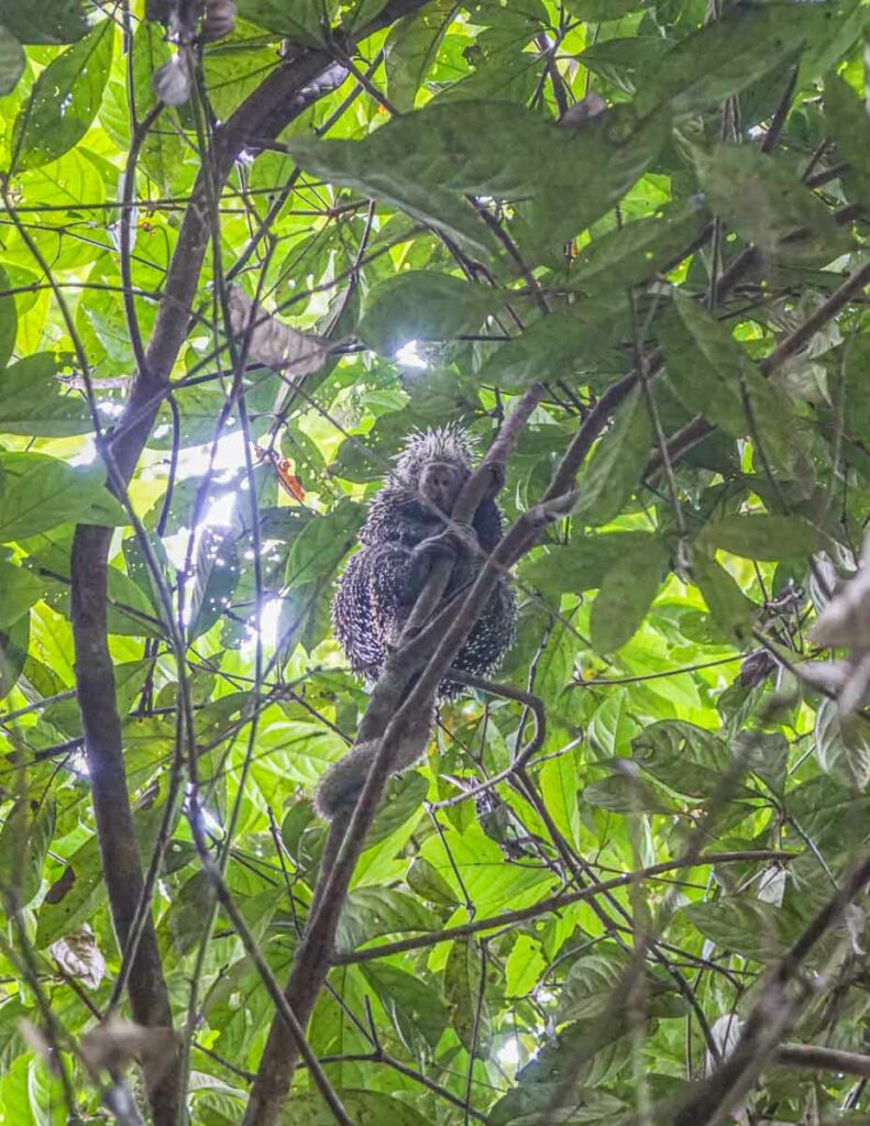 Animals in the Amazon